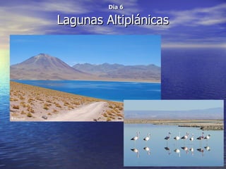 Dia 6

Lagunas Altiplánicas
 