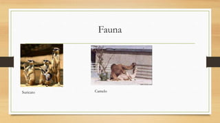 Fauna

Suricato

Camelo

 