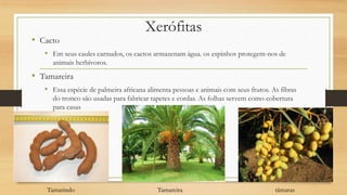 • Cacto

Xerófitas

• Em seus caules carnudos, os cactos armazenam água. os espinhos protegem-nos de
animais herbívoros.

• Tamareira
• Essa espécie de palmeira africana alimenta pessoas e animais com seus frutos. As fibras
do tronco são usadas para fabricar tapetes e cordas. As folhas servem como cobertura
para casas

Tamarindo

Tamareira

tâmaras

 