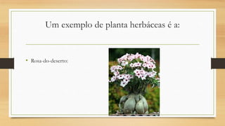 Um exemplo de planta herbáceas é a:

• Rosa-do-deserto:

 