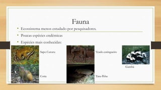 Fauna

• Ecossistema menos estudado por pesquisadores.
• Poucas espécies endêmicas
• Espécies mais conhecidas:
Sapo Cururu

Veado-catingueiro

Gambá
Cotia

Tatu-Peba

 