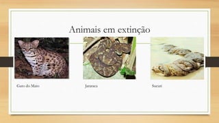 Animais em extinção

Gato do Mato

Jararaca

Sucuri

 