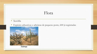Flora
• Xerófila
• Espécies arbustivas e arbóreas de pequeno porte, 600 já registradas

 