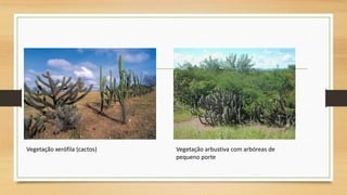 Vegetação xerófila (cactos)

Vegetação arbustiva com arbóreas de
pequeno porte

 