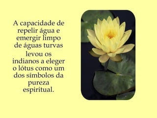 A capacidade de
  repelir água e
  emergir limpo
 de águas turvas
     levou os
indianos a eleger
o lótus como um
 dos símbolos da
      pureza
    espiritual.
 