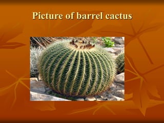 Picture of barrel cactus 
 