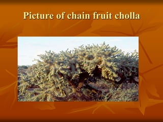 Picture of chain fruit cholla 
 