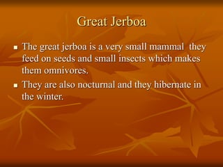 Great Jerboa 
 The great jerboa is a very small mammal they 
feed on seeds and small insects which makes 
them omnivores. 
 They are also nocturnal and they hibernate in 
the winter. 
 