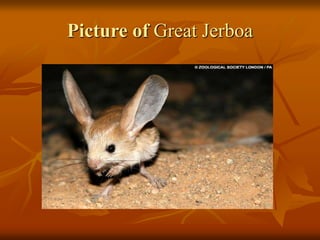 Picture of Great Jerboa 
 