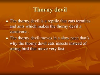Thorny devil 
 The thorny devil is a reptile that eats termites 
and ants which makes the thorny devil a 
carnivore . 
 The thorny devil moves in a slow pace that’s 
why the thorny devil eats insects instead of 
eating bird that move very fast. 
 
