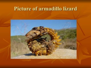 Picture of armadillo lizard 
 