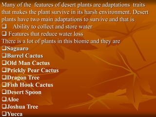 Many of the features of desert plants are adaptations traits 
that makes the plant survive in its harsh environment. Desert 
plants have two main adaptations to survive and that is 
 Ability to collect and store water 
 Features that reduce water loss 
There is a lot of plants in this biome and they are 
Saguaro 
Barrel Cactus 
Old Man Cactus 
Prickly Pear Cactus 
Dragon Tree 
Fish Hook Cactus 
Desert Spoon 
Aloe 
Joshua Tree 
Yucca 
 