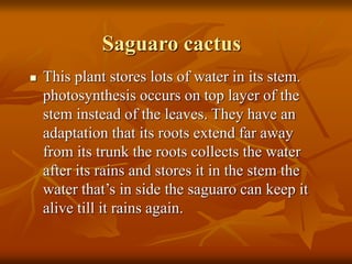 Saguaro cactus 
 This plant stores lots of water in its stem. 
photosynthesis occurs on top layer of the 
stem instead of the leaves. They have an 
adaptation that its roots extend far away 
from its trunk the roots collects the water 
after its rains and stores it in the stem the 
water that’s in side the saguaro can keep it 
alive till it rains again. 
 