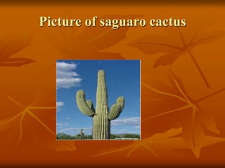 Picture of saguaro cactus 
 