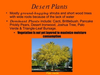 Desert Plants Mostly  ground-hugging  shrubs and short wood trees with wide roots because of the lack of water  Dominant Plants  include: Cacti, Brittlebush, Pancake Prickly Pears, Desert Ironwood, Joshua Tree, Palo Verde & Triangle-Leaf Bursage. Vegetation is not yet layered to maximize moisture consumption Palo Verde 