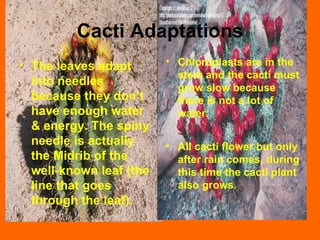 Cacti Adaptations The leaves adapt into needles because they don’t have enough water & energy. The spiny needle is actually the Midrib of the well-known leaf (the line that goes through the leaf). Chloroplasts are in the stem and the cacti must grow slow because there is not a lot of water. All cacti flower but only after rain comes, during this time the cacti plant also grows.  