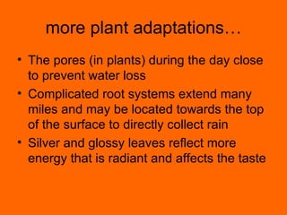 more plant adaptations… The pores (in plants) during the day close to prevent water loss Complicated root systems extend many miles and may be located towards the top of the surface to directly collect rain Silver and glossy leaves reflect more energy that is radiant and affects the taste 