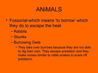 ANiMALS Fossorial-which means ‘to borrow’ which they do to escape the heat Rabbits Skunks Burrowing Owls They take over burrows because they are not able to dig their own. They escape predation and they make noises similar to rattle snakes to scare off predators. 