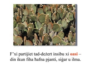 F’xi partijiet tad-deżert insibu xi oasi –
din ikun fiha ħafna pjanti, siġar u ilma.
 
