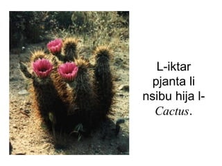 L-iktar
  pjanta li
nsibu hija l-
  Cactus.
 