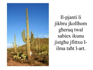 Il-pjanti li
jikbru jkollhom
   għeruq twal
  sabiex ikunu
jistgħu jfittxu l-
 ilma taħt l-art.
 