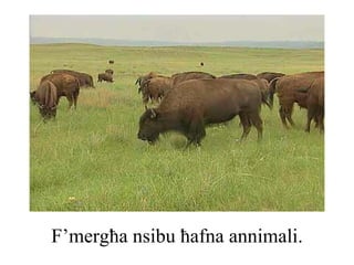 F’mergħa nsibu ħafna annimali.
 