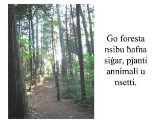 Ġo foresta
nsibu ħafna
siġar, pjanti
 annimali u
   nsetti.
 