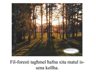 Fil-foresti tagħmel ħafna xita matul is-
               sena kollha.
 