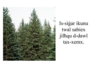 Is-siġar ikunu
 twal sabiex
jilħqu d-dawl
  tax-xemx.
 