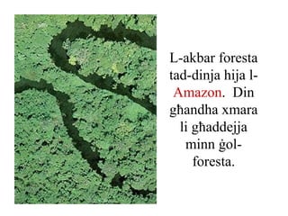 L-akbar foresta
tad-dinja hija l-
 Amazon. Din
għandha xmara
  li għaddejja
   minn ġol-
     foresta.
 