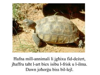 Ħafna mill-annimali li jgħixu fid-deżert,
jħaffru taħt l-art biex isibu l-frisk u l-ilma.
        Dawn joħorġu biss bil-lejl.
 