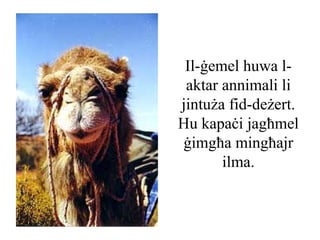 Il-ġemel huwa l-
 aktar annimali li
jintuża fid-deżert.
Hu kapaċi jagħmel
ġimgħa mingħajr
       ilma.
 