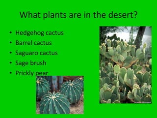 What plants are in the desert?
• Hedgehog cactus
• Barrel cactus
• Saguaro cactus
• Sage brush
• Prickly pear
 