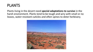 PLANTS
Plants living in the desert need special adaptations to survive in the
harsh environment. Plants tend to be tough and wiry with small or no
leaves, water-resistant cuticles and often spines to deter herbivory.
 