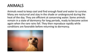 ANIMALS
Animals need to keep cool and find enough food and water to survive.
Many are nocturnal and stay in the shade or underground during the
heat of the day. They are efficient at conserving water. Some animals
remain in a state of dormancy for long periods, ready to become active
again when the rare rains fall. They then reproduce rapidly while
conditions are favorable before returning to dormancy.
 