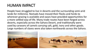 HUMAN IMPACT
People have struggled to live in deserts and the surrounding semi-arid
lands for millennia. Nomads have moved their flocks and herds to
wherever grazing is available and oases have provided opportunities for
a more settled way of life. Many trade routes have been forged across
deserts, especially across the Sahara Desert, and traditionally were
used by caravans of camels carrying salt, gold, ivory and other goods.
Large numbers of slaves were also taken northwards across the Sahara.
 