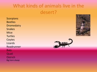 What kinds of animals live in the
desert?
Scorpions
Beetles
Dromedairy
Snakes
Mice
Turtles
Coytes
Lizards
Roadrunner
Bats
Quail
Ostrich
Big horn sheep