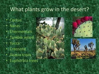 What plants grow in the desert?
• Cactus
• Naras
• Ehermentals
• Tumble weed
• Yucca
• Creosote
• Acacia trees
• Euphorbia trees