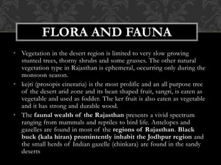• Vegetation in the desert region is limited to very slow growing
stunted trees, thorny shrubs and some grasses. The other natural
vegetation type in Rajasthan is ephemeral, occurring only during the
monsoon season.
• kejri (prosopis cineraria) is the most prolific and an all purpose tree
of the desert arid zone and its bean shaped fruit, sangri, is eaten as
vegetable and used as fodder. The ker fruit is also eaten as vegetable
and it has strong and durable wood.
• The faunal wealth of the Rajasthan presents a vivid spectrum
ranging from mammals and reptiles to bird life. Antelopes and
gazelles are found in most of the regions of Rajasthan. Black
buck (kala hiran) promintently inhabit the Jodhpur region and
the small herds of Indian gazelle (chinkara) are found in the sandy
deserts
FLORA AND FAUNA
 