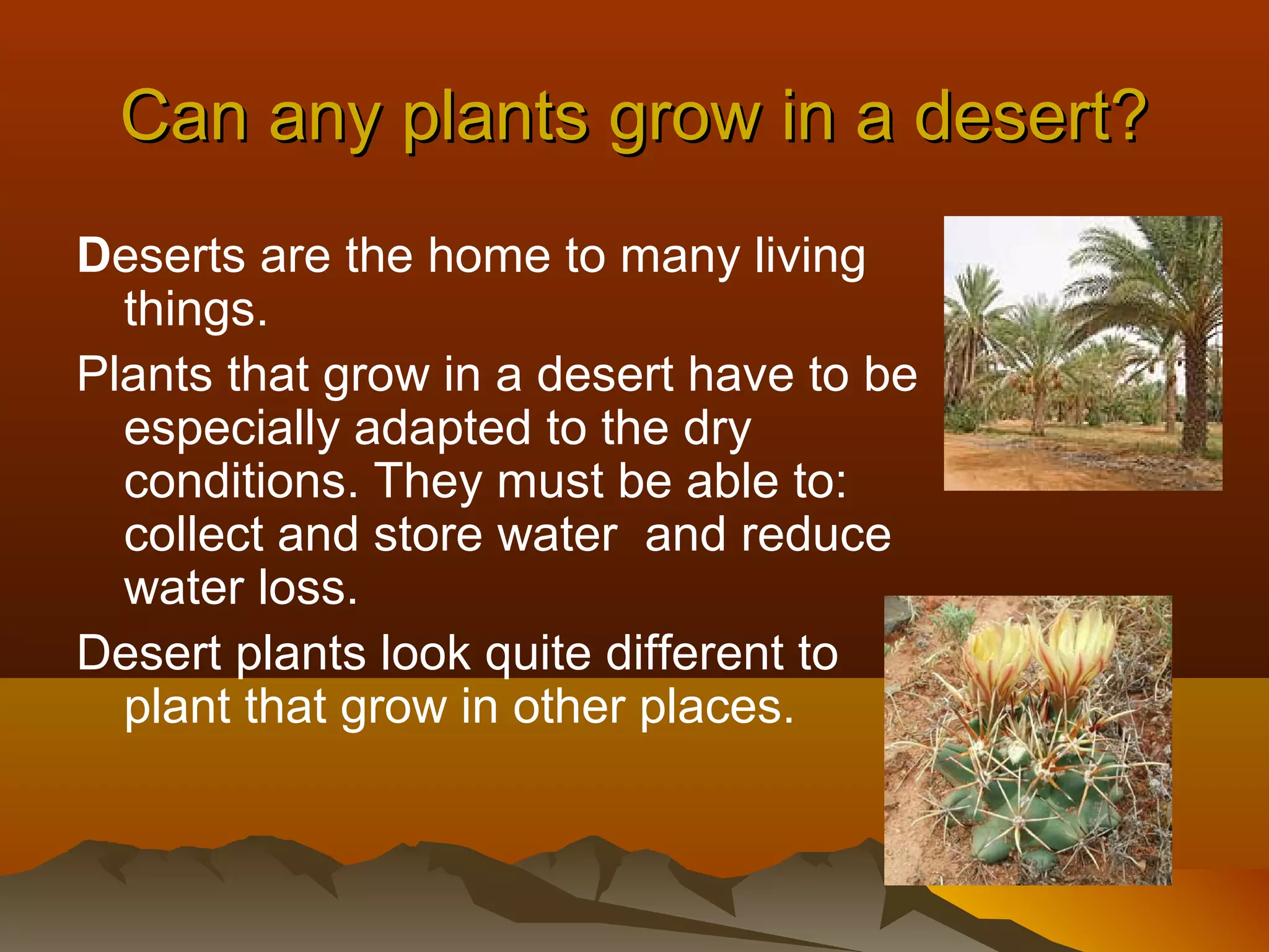 Can any plants grow in a desert?
Deserts are the home to many living
things.
Plants that grow in a desert have to be
especially adapted to the dry
conditions. They must be able to:
collect and store water and reduce
water loss.
Desert plants look quite different to
plant that grow in other places.

 