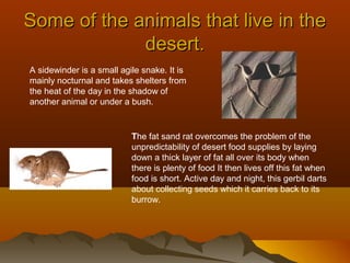 Some of the animals that live in the
desert.
A sidewinder is a small agile snake. It is
mainly nocturnal and takes shelters from
the heat of the day in the shadow of
another animal or under a bush.

The fat sand rat overcomes the problem of the
unpredictability of desert food supplies by laying
down a thick layer of fat all over its body when
there is plenty of food It then lives off this fat when
food is short. Active day and night, this gerbil darts
about collecting seeds which it carries back to its
burrow.

 