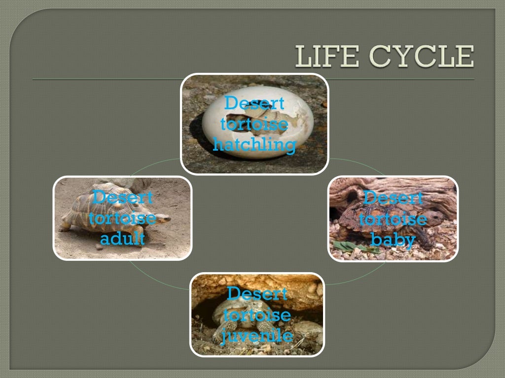 Desert Tortoise Rodrigo 2014