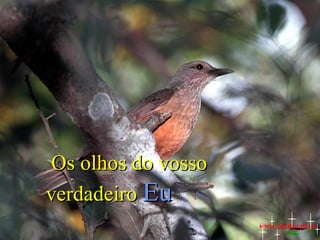 Os olhos do vosso
verdadeiro Eu
www.zazuze.pt.vu

 