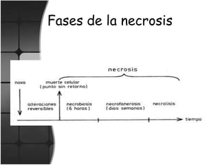 Fases de la necrosis
 