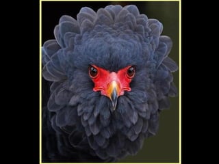 Desfile de moda das aves