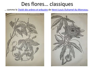 Des flores… classiques
… comme le Traité des arbres et arbustes de Henri-Louis Duhamel du Monceau.
 