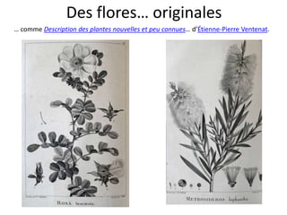 Des flores… originales
… comme Description des plantes nouvelles et peu connues… d’Étienne-Pierre Ventenat.
 