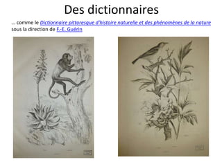 Des dictionnaires
… comme le Dictionnaire pittoresque d'histoire naturelle et des phénomènes de la nature
sous la direction de F.-E. Guérin
 