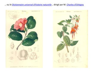 … ou le Dictionnaire universel d'histoire naturelle… dirigé par M. Charles d'Orbigny
 