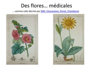 Des flores… médicales
… comme celle décrite par MM. Chaumeton, Poiret, Chamberet
 